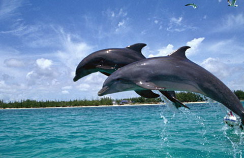dolphin